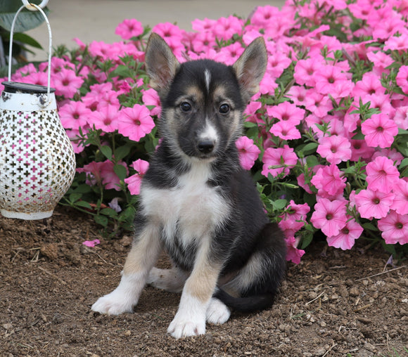 German Shepherd/ Siberian Husky Mix For Sale Millersburg, OH Male- Harley