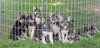 German Shepherd/ Siberian Husky Mix For Sale Millersburg, OH Female- Talia