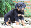 AKC Registered Rottweiler Puppy For Sale Shreve, OH Male- Diesel