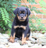 AKC Registered Rottweiler Puppy For Sale Shreve, OH Male- Diesel