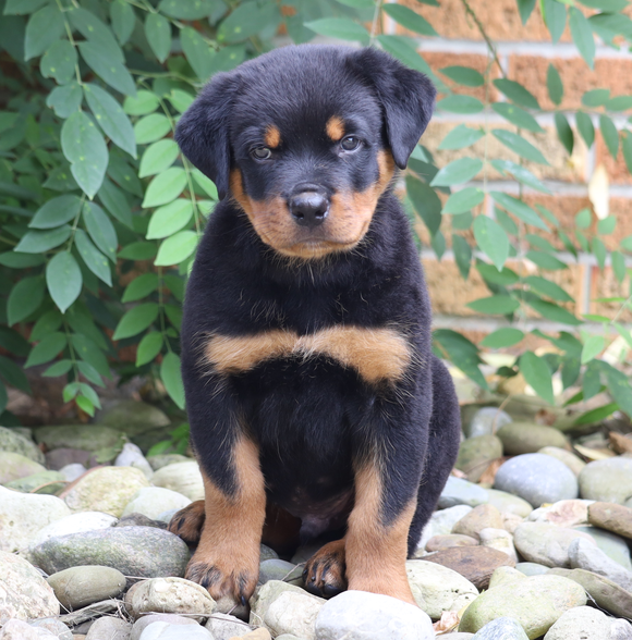 AKC Registered Rottweiler Puppy For Sale Shreve, OH Male- King