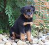 AKC Registered Rottweiler Puppy For Sale Shreve, OH Male- King