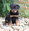 AKC Registered Rottweiler Puppy For Sale Shreve, OH Male- King