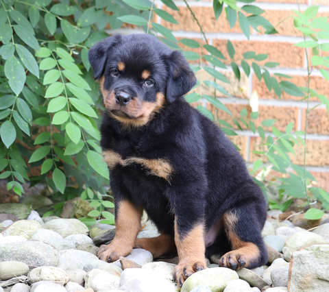 AKC Registered Rottweiler Puppy For Sale Shreve, OH Male- Rocky