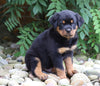 AKC Registered Rottweiler Puppy For Sale Shreve, OH Male- Rocky
