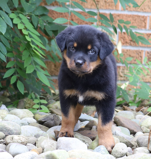 AKC Registered Rottweiler Puppy For Sale Shreve, OH Male- George