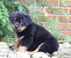 AKC Registered Rottweiler Puppy For Sale Shreve, OH Male- George