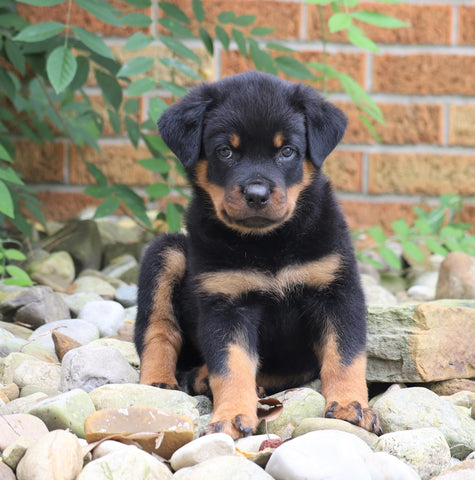 AKC Registered Rottweiler Puppy For Sale Shreve, OH Male- Riley