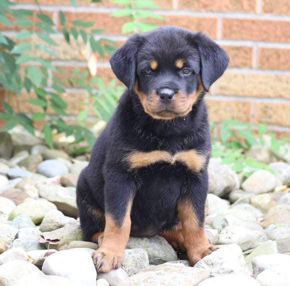 AKC Registered Rottweiler Puppy For Sale Shreve, OH Female- Bella