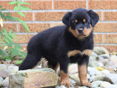 AKC Registered Rottweiler Puppy For Sale Shreve, OH Female- Molly