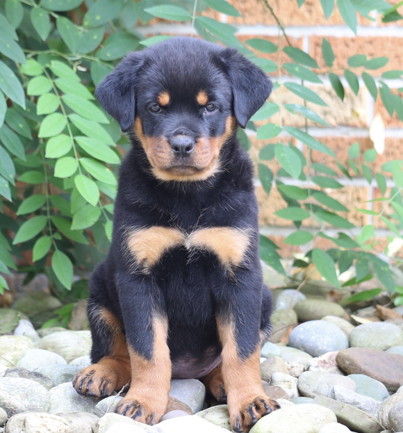 AKC Registered Rottweiler Puppy For Sale Shreve, OH Female- Luna