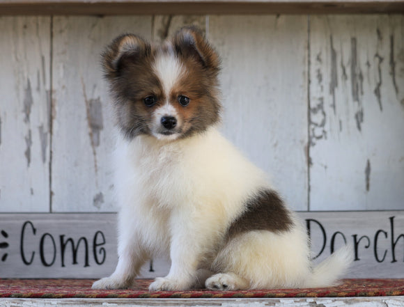 CKC Registered Pomeranian For Sale Millersburg, OH Male- Joel