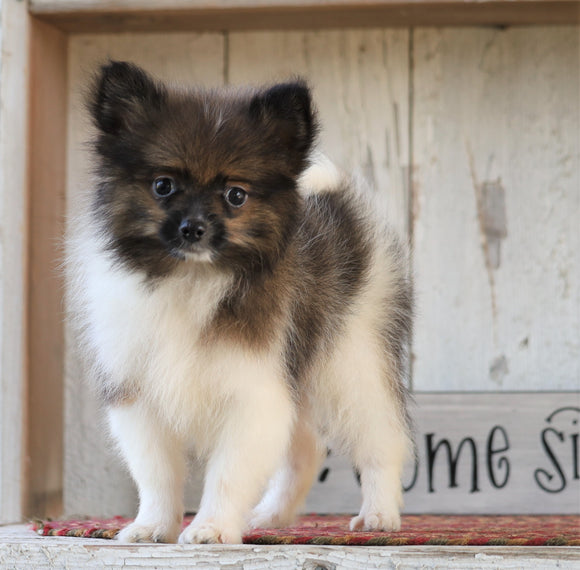 ACA Registered Pomeranian For Sale Millersburg, OH Male- Dakota