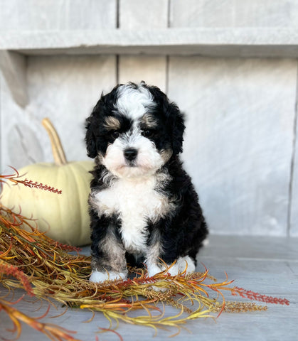 Mini Bernedoodle For Sale Millersburg OH Male-Oliver