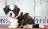 Shih Tzu For Sale Millersburg, OH Male- Bruno