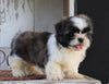 Shih Tzu For Sale Millersburg, OH Male- Bruno