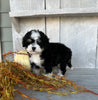 Mini Bernedoodle For Sale Millersburg OH Male-Oliver