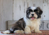 Shih Tzu For Sale Millersburg, OH Male- Bruno