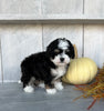 Mini Bernedoodle For Sale Millersburg OH Male-Oliver