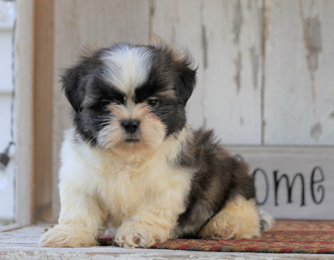 Shih Tzu For Sale Millersburg, OH Male- Bruno