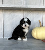 Mini Bernedoodle For Sale Millersburg OH Male-Oliver