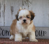 Shih Tzu For Sale Millersburg, OH Female- Sophie