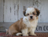 Shih Tzu For Sale Millersburg, OH Female- Sophie