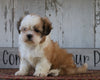 Shih Tzu For Sale Millersburg, OH Female- Sophie