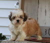 Shih Tzu For Sale Millersburg, OH Female- Sophie