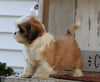 Shih Tzu For Sale Millersburg, OH Female- Sophie