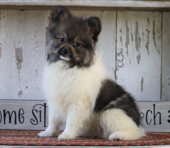 ACA Registered Pomeranian For Sale Millersburg, OH Male- Charles