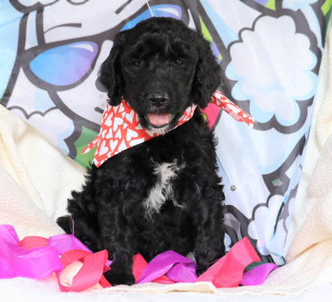 F1B Goldendoodle (Standard) For Sale Sugarcreek, OH Male- Sam