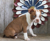 ACA Registered Boston Terrier For Sale Brinkhaven, OH Female- Missy