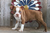 ACA Registered Boston Terrier For Sale Brinkhaven, OH Female- Missy