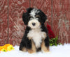 Mini Bernedoodle For Sale Fredericksburg, OH Male- Carter