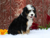 Mini Bernedoodle For Sale Fredericksburg, OH Male- Chance