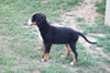 Bernese Mountain Dog For Sale Fredericksburg, OH Male- Nicky