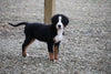 Bernese Mountain Dog For Sale Fredericksburg, OH Male- Nicky