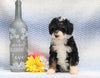 F1B Mini Aussiedoodle For Sale Holmesville, OH Male- Parker