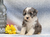F1B Mini Aussiedoodle For Sale Holmesville, OH Female- Kylie