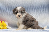 F1B Mini Aussiedoodle For Sale Holmesville, OH Female- Kylie