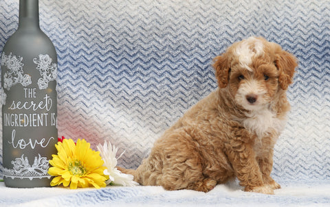 F1B Mini Aussiedoodle For Sale Holmesville, OH Female- Dixie