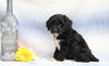 F1B Mini Aussiedoodle For Sale Holmesville, OH Female- Chloe