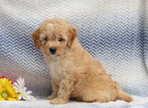F1B Mini Aussiedoodle For Sale Holmesville, OH Male- Connor