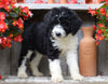 Sheepadoodle For Sale Millersburg, OH Male- Teddy