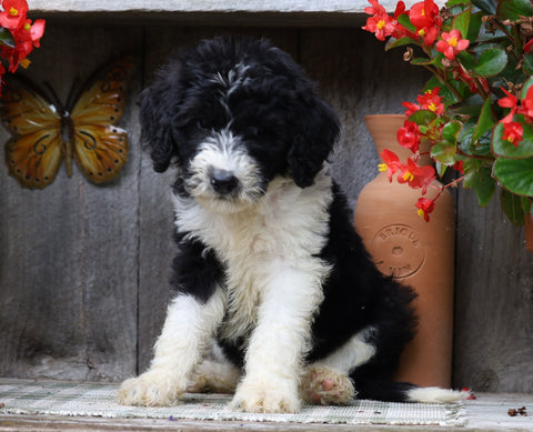 Sheepadoodle For Sale Millersburg, OH Male- Teddy