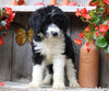 Sheepadoodle For Sale Millersburg, OH Male- Teddy