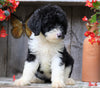 Sheepadoodle For Sale Millersburg, OH Female- Donna