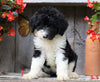 Sheepadoodle For Sale Millersburg, OH Female- Donna