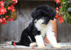 Sheepadoodle For Sale Millersburg, OH Female- Donna